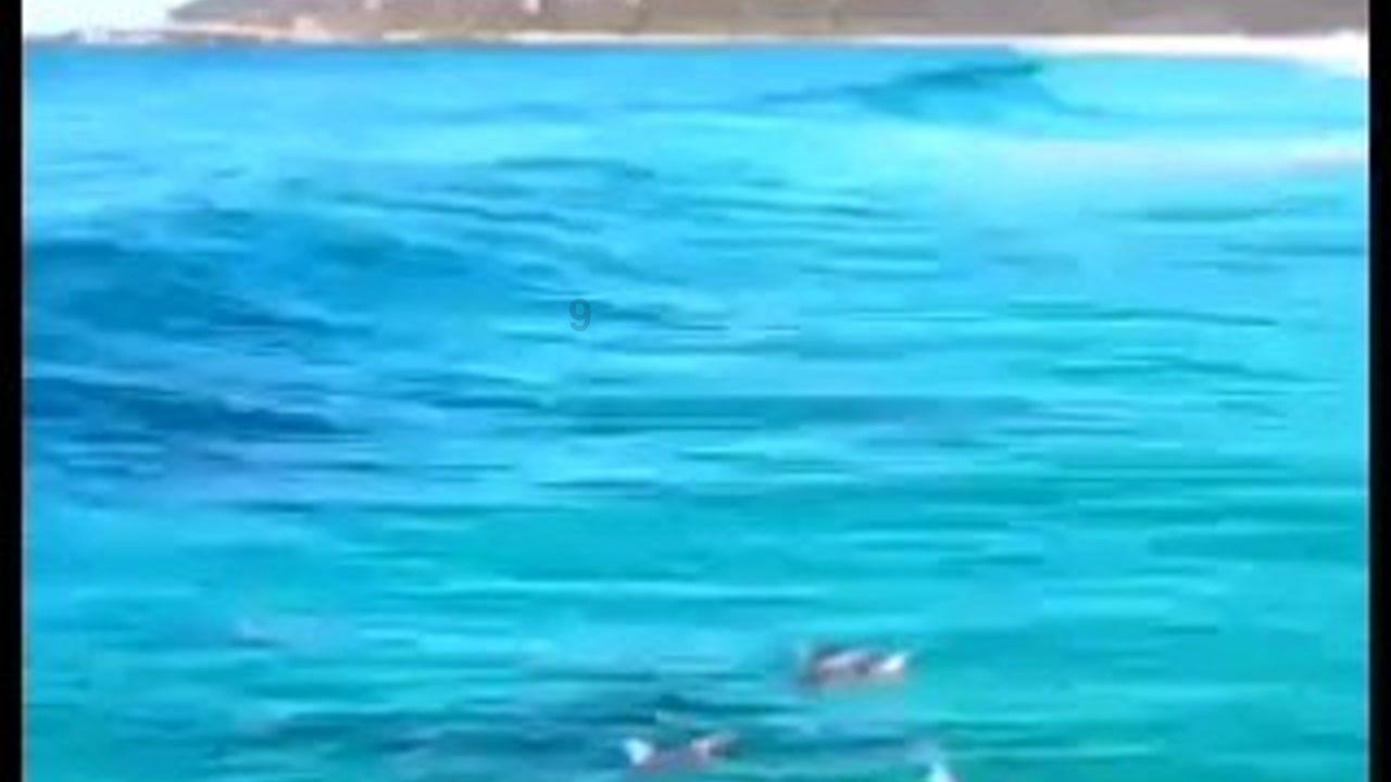 解救野生狐狸